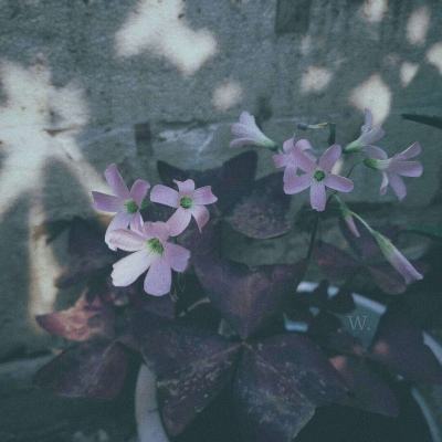 双赢彩票官方下载